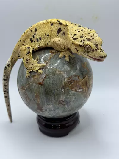 plant/RTB female-0-thumbnail