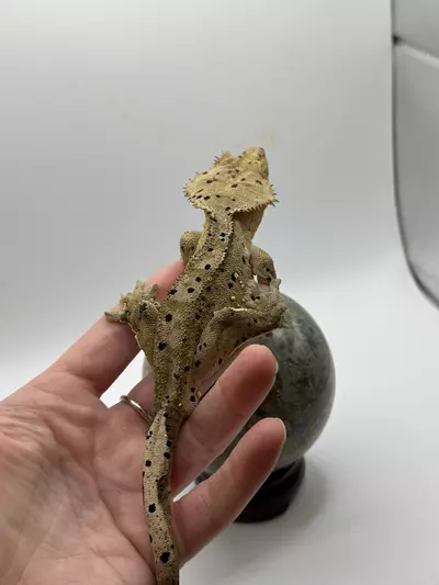 plant/RTB Dal-1-thumbnail