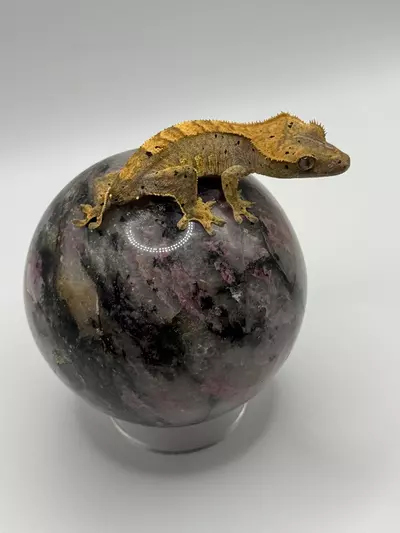 plant/7g Dal-0-thumbnail