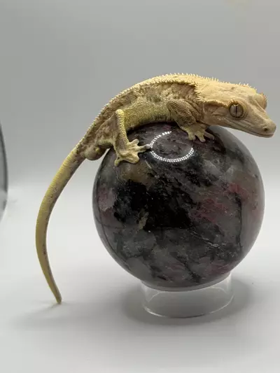 plant/Het Ax Lilly White male-0-thumbnail