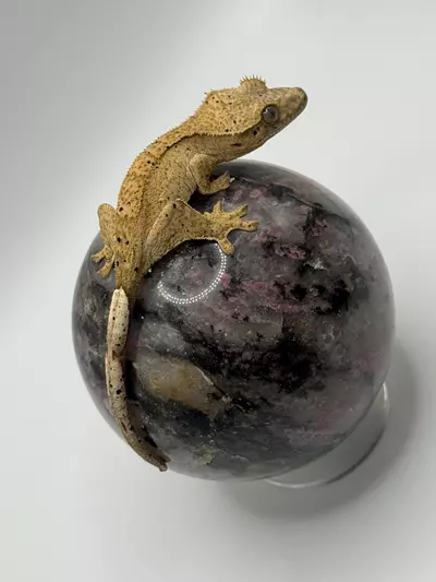 plant/7g Dal-0-thumbnail