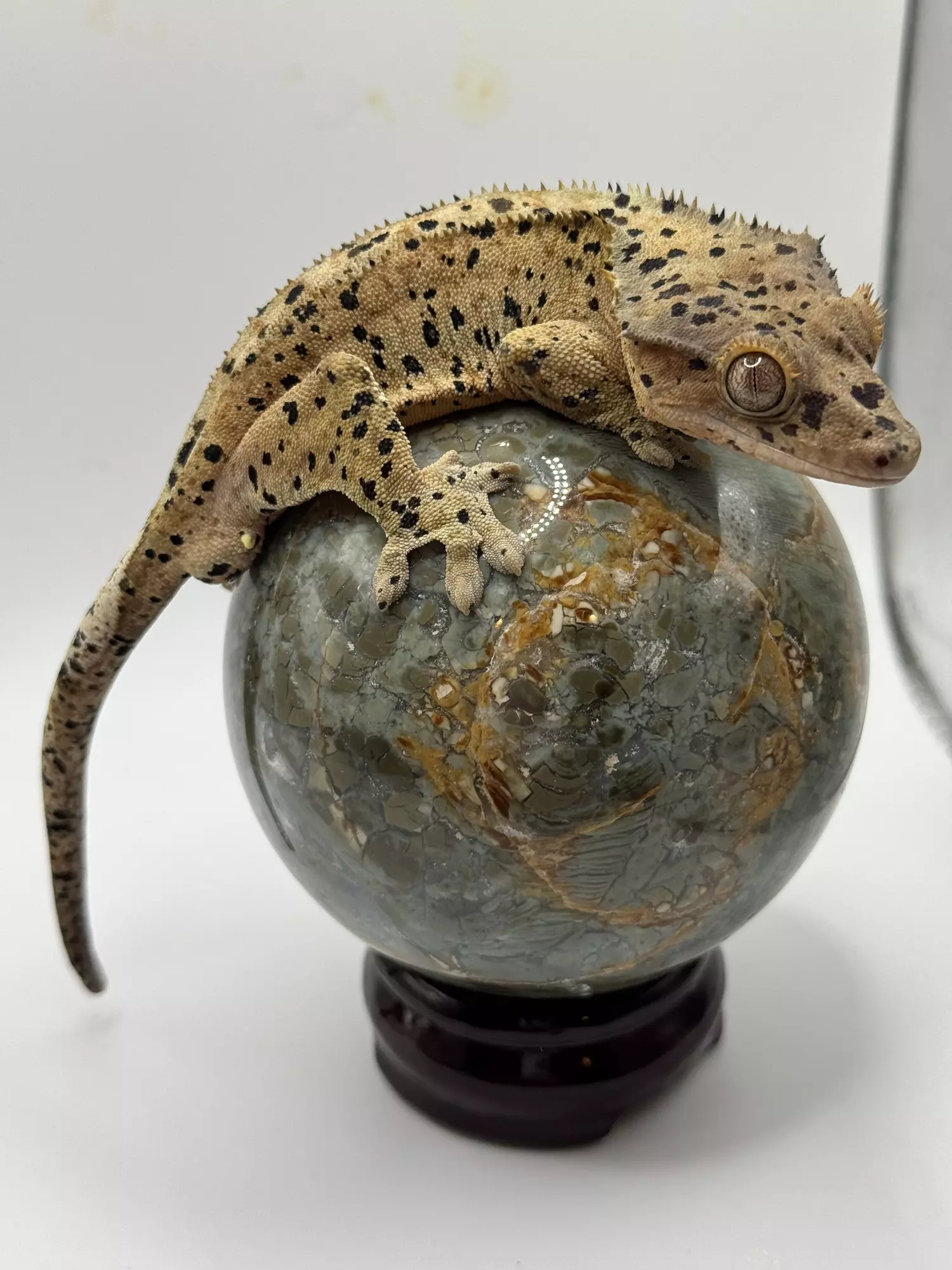 plant/Stunning Super Dal male-0