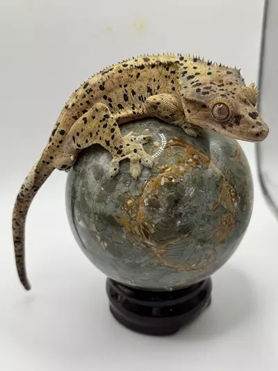 plant/Stunning Super Dal male-0-thumbnail