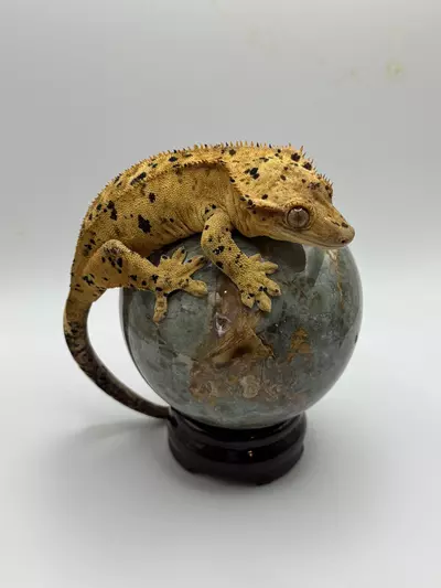 plant/Rtb Female-0-thumbnail