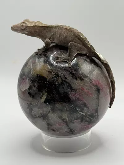 plant/Visual Ax prob male-0-thumbnail