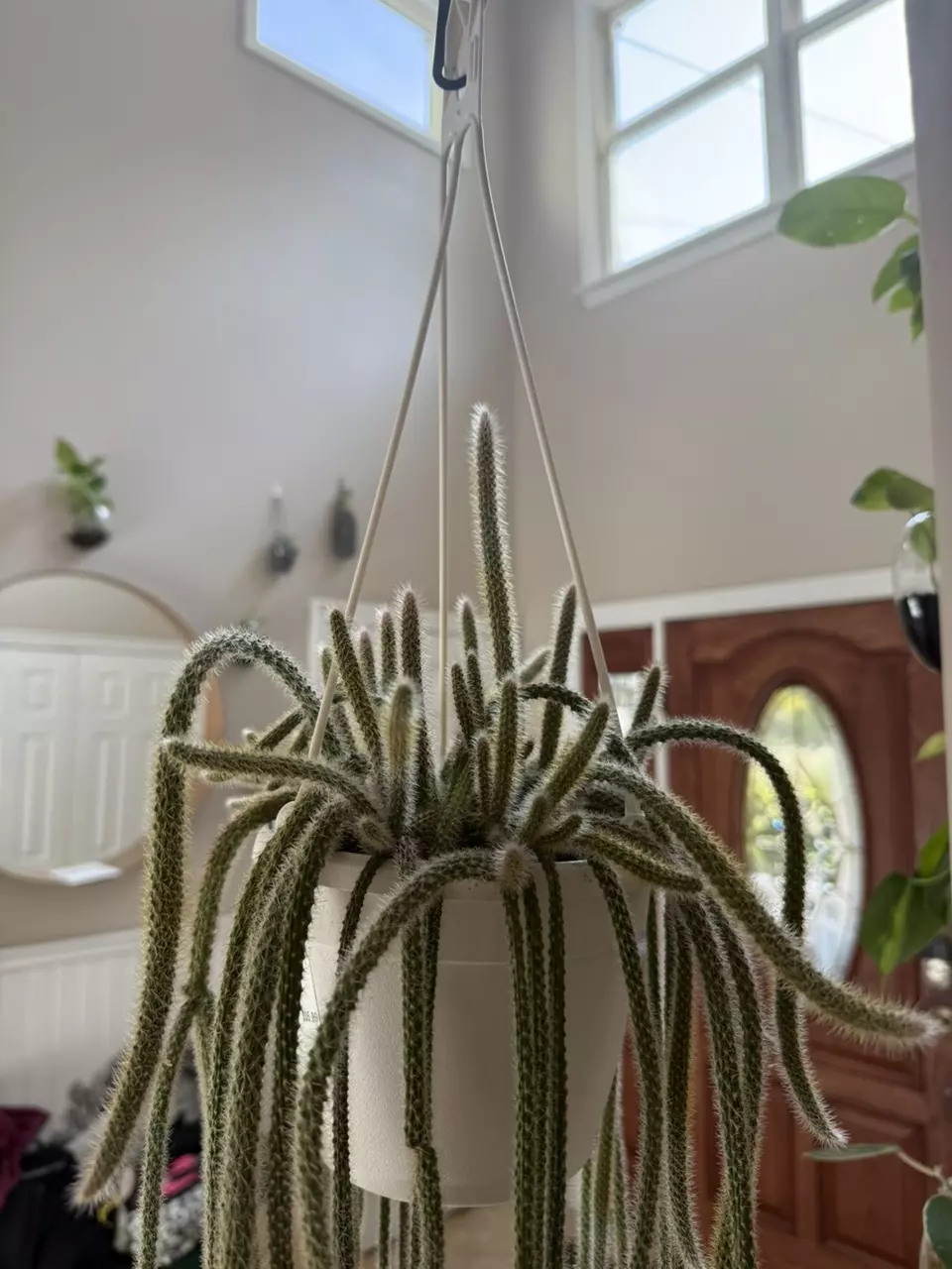 plant/Rat tail cactus fresh cuttings-0