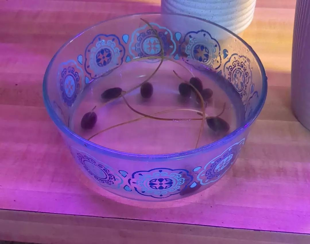 plant/Lotus seedlings-1