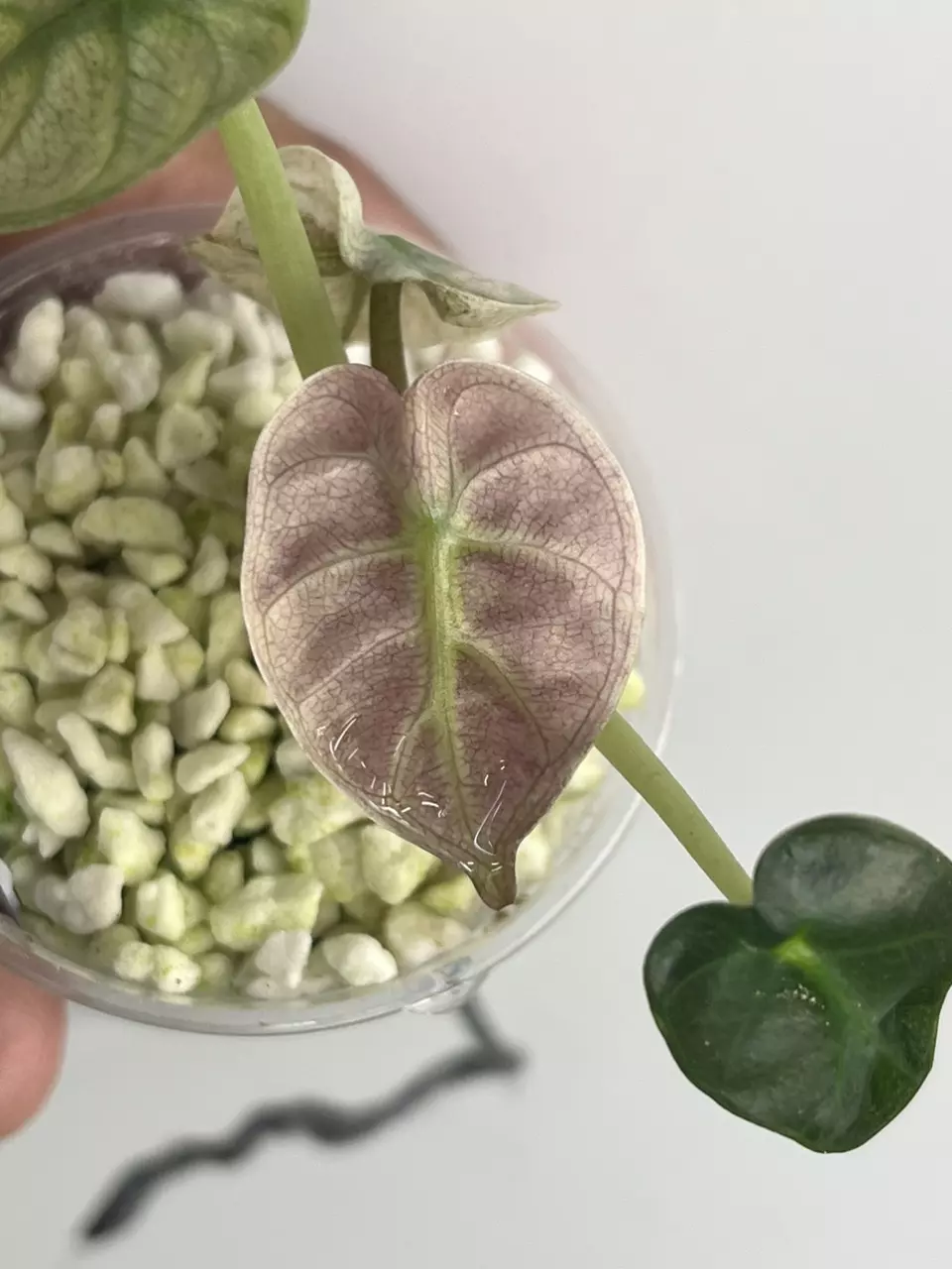 plant/Coming soon!!! Pink Variegated Balloon Heart-0