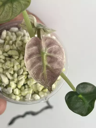 plant/Coming soon!!! Pink Variegated Balloon Heart-0-thumbnail