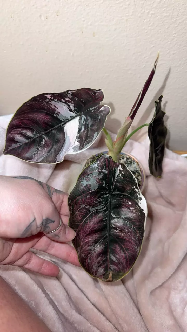 plant/Alocasia Pink Azlanii *CORMS*-1