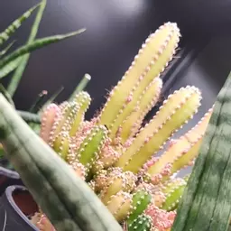 SaltySucculent