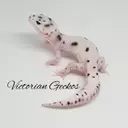 VictorianGeckos