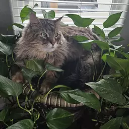 el4plants