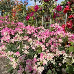 Anthuriumsanonymous2