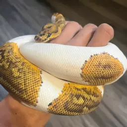 WesleyPipes_smokingexotics