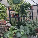 Cardinsgarden