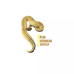 RoyalCaribbeanexoticz