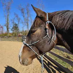 BotanyPonies