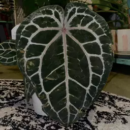 Lins_plants