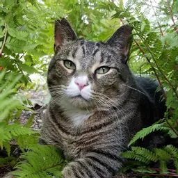 MyCatSentMe