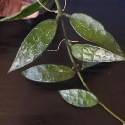 PlanteD4