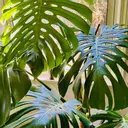 ymeleaves