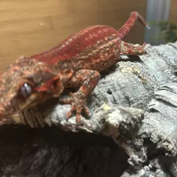 FredsGeckosmfC4d8o1752