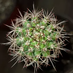 Virgmantx