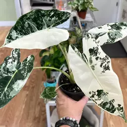 Ali_Plants