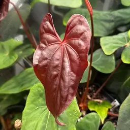 Little.Shop.of.Flora