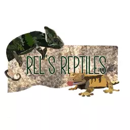 Relsreptiles