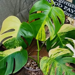 Dr.DoofenMcPlantyPlants