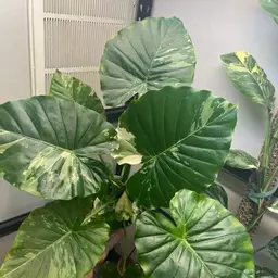 Plant.A.Dicto