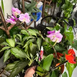 Mammawlovesplants