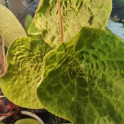 Terrarium.life