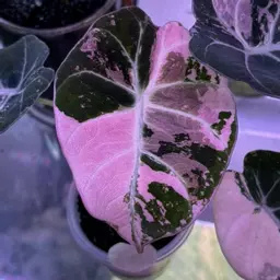 PlantNBonsaiGirl