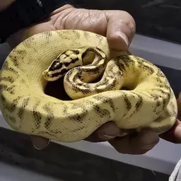 MsScaleHouseReptiles