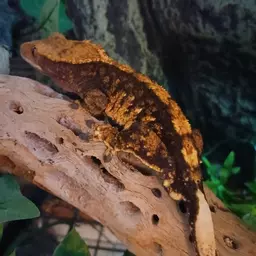 Grinninggeckos