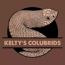Keltys_Colubrids
