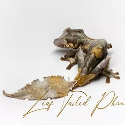 Leaftailedphanatics
