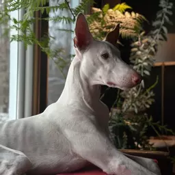 LukeTheDog