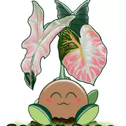 FANCYRICEBOTANICALS