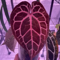 Koalasplants
