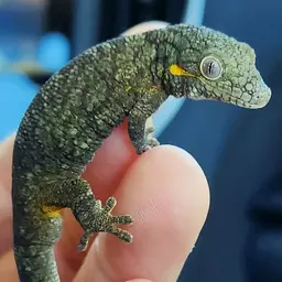Geckometric