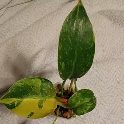 TheNarcolepticNursery