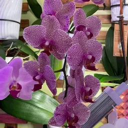 OrchidQueen0330