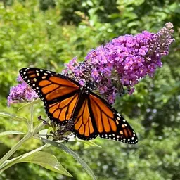 CatesNatureCo