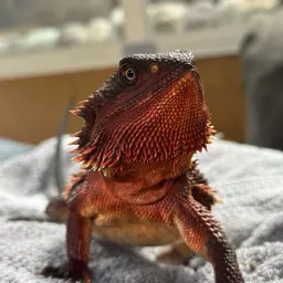 TheReptileOffice