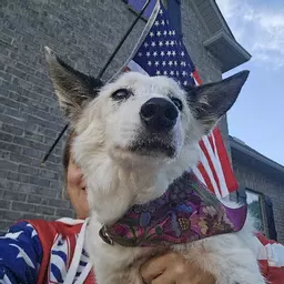 EmDog