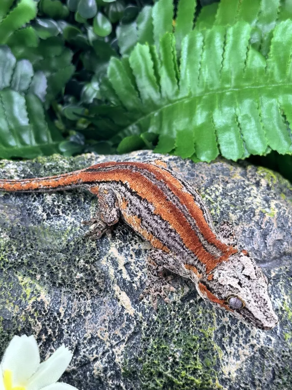 Super Stripe Gargoyle - Male - 19g - G17 9/26/24 thumbnail